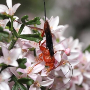 Lissopimpla excelsa at Acton, ACT - 13 Oct 2020