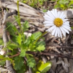 Brachyscome willisii (Narrow-wing Daisy) at Googong, NSW - 11 Oct 2020 by samreid007