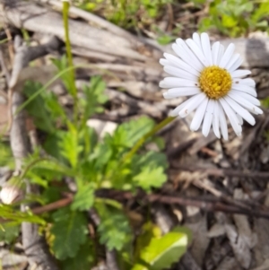 Brachyscome willisii at Googong, NSW - 11 Oct 2020