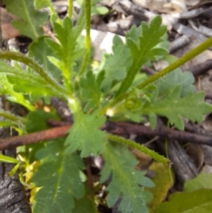 Brachyscome willisii at Googong, NSW - 11 Oct 2020