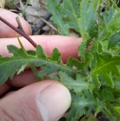 Brachyscome willisii at Googong, NSW - 11 Oct 2020