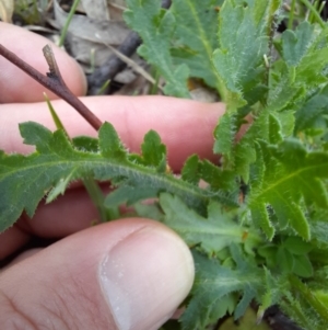 Brachyscome willisii at Googong, NSW - 11 Oct 2020