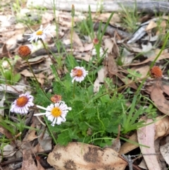 Brachyscome willisii at Googong, NSW - 11 Oct 2020 12:00 PM