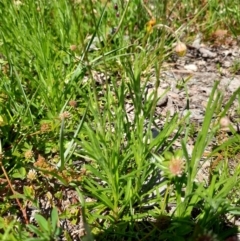 Brachyscome dentata at Googong, NSW - 11 Oct 2020