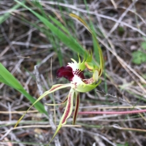 Caladenia atrovespa at Downer, ACT - suppressed