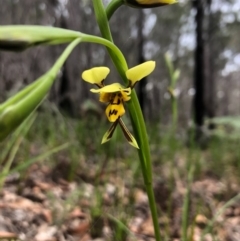 Diuris sulphurea (Tiger Orchid) at Pambula Beach, NSW - 12 Oct 2020 by DeanAnsell