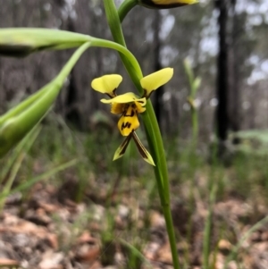 Diuris sulphurea at Pambula Beach, NSW - suppressed