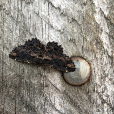 Pholodes sinistraria (Sinister or Frilled Bark Moth) at Pambula Beach, NSW - 12 Oct 2020 by DeanAnsell