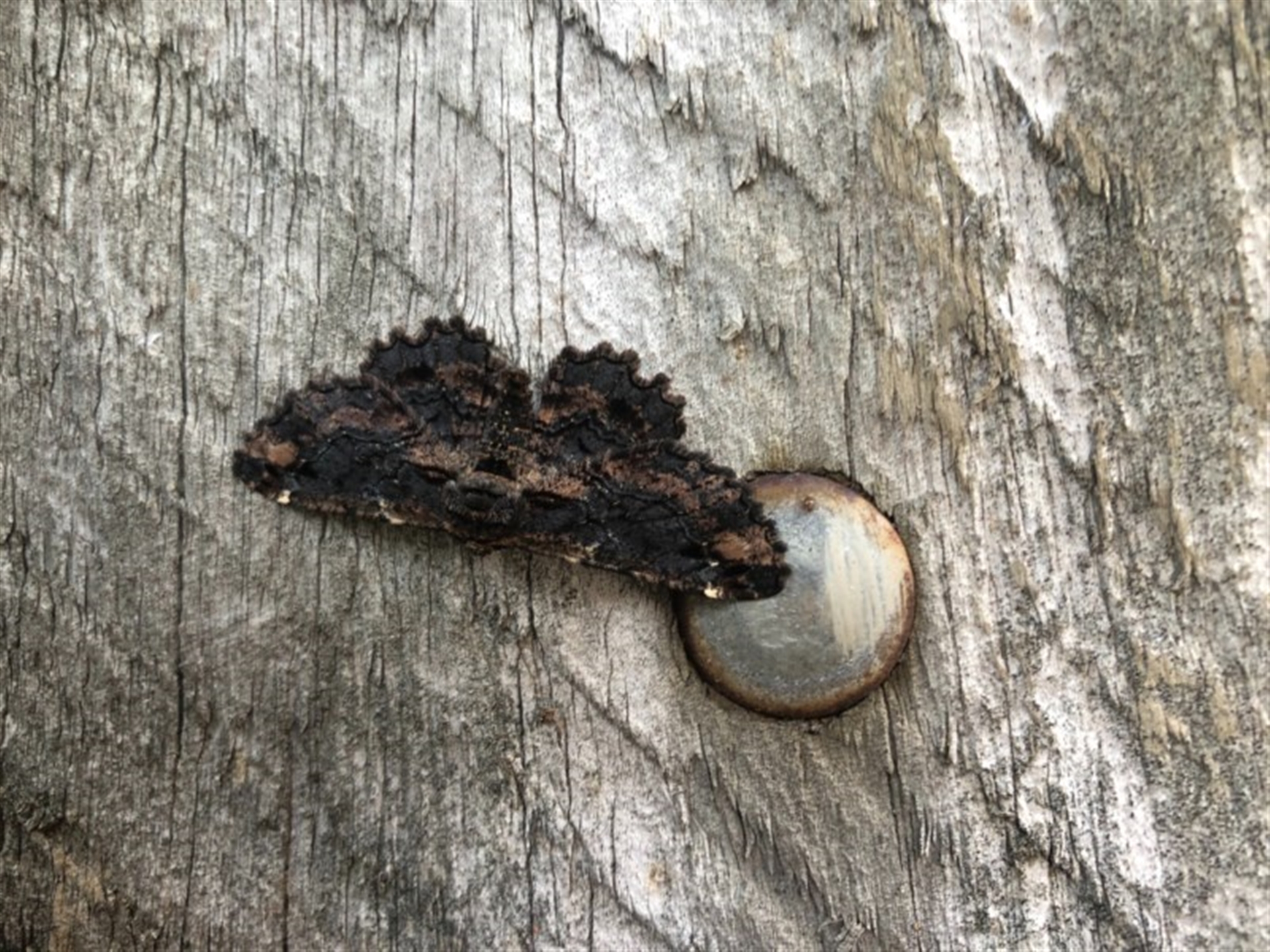 Pholodes sinistraria at Pambula Beach, NSW - 12 Oct 2020 07:27 PM