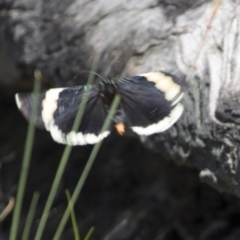 Eutrichopidia latinus (Yellow-banded Day-moth) at Bruce, ACT - 13 Oct 2020 by Alison Milton