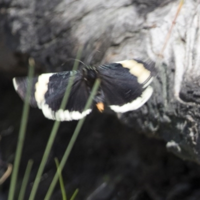 Eutrichopidia latinus (Yellow-banded Day-moth) at Bruce Ridge to Gossan Hill - 13 Oct 2020 by AlisonMilton