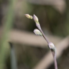 Thelymitra (Genus) (Sun Orchid) at Bruce, ACT - 13 Oct 2020 by AlisonMilton