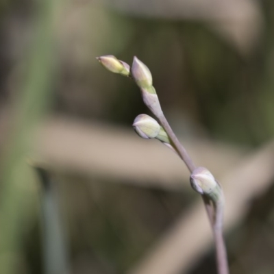 Thelymitra (Genus) (Sun Orchid) at Bruce, ACT - 13 Oct 2020 by AlisonMilton