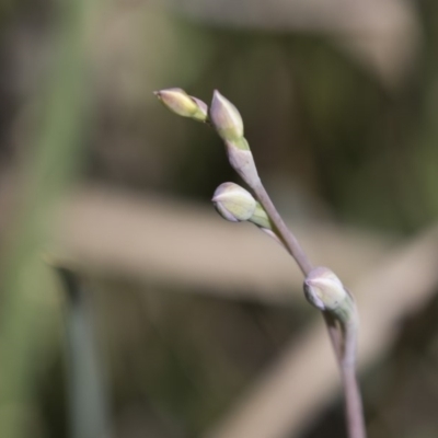 Thelymitra sp. (A Sun Orchid) at Gossan Hill - 13 Oct 2020 by Alison Milton