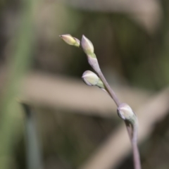 Thelymitra sp. (A Sun Orchid) at Bruce, ACT - 13 Oct 2020 by Alison Milton
