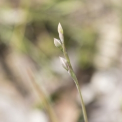 Thelymitra (Genus) (Sun Orchid) at Bruce, ACT - 13 Oct 2020 by AlisonMilton