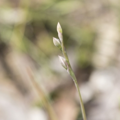 Thelymitra sp. (A Sun Orchid) at Bruce Ridge to Gossan Hill - 13 Oct 2020 by Alison Milton