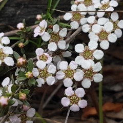 Gaudium multicaule (Teatree) at Bruce Ridge - 13 Oct 2020 by trevorpreston