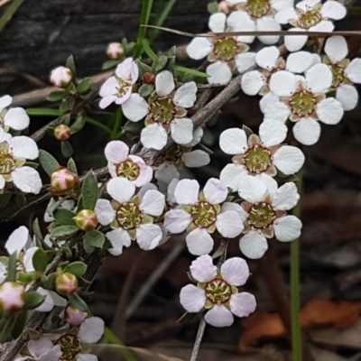 Gaudium multicaule (Teatree) at O'Connor, ACT - 14 Oct 2020 by trevorpreston