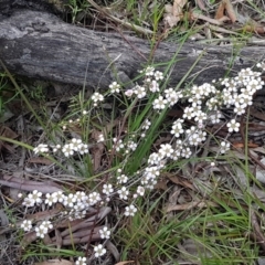 Gaudium multicaule at O'Connor, ACT - 14 Oct 2020