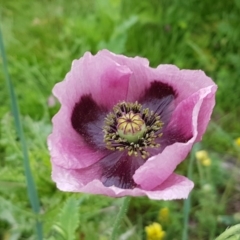 Papaver somniferum (Opium Poppy) at O'Connor, ACT - 13 Oct 2020 by tpreston