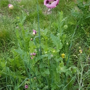 Papaver somniferum at O'Connor, ACT - 14 Oct 2020