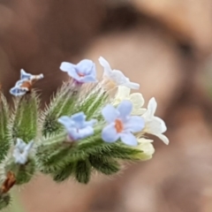 Myosotis discolor (Forget-me-not) at O'Connor, ACT - 13 Oct 2020 by tpreston