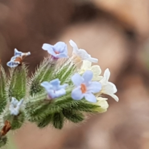 Myosotis discolor at O'Connor, ACT - 14 Oct 2020 08:10 AM