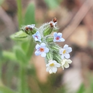 Myosotis discolor at O'Connor, ACT - 14 Oct 2020