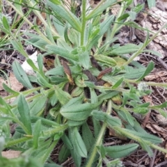 Myosotis discolor at O'Connor, ACT - 14 Oct 2020