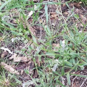 Myosotis discolor at O'Connor, ACT - 14 Oct 2020