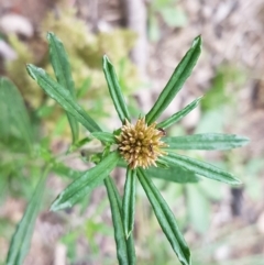 Euchiton involucratus (Star Cudweed) at O'Connor, ACT - 14 Oct 2020 by tpreston