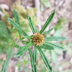 Euchiton involucratus (Star Cudweed) at O'Connor, ACT - 14 Oct 2020 by trevorpreston