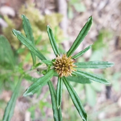 Euchiton involucratus (Star Cudweed) at O'Connor, ACT - 14 Oct 2020 by tpreston