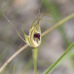 Caladenia atrovespa (Green-comb Spider Orchid) at Gossan Hill - 13 Oct 2020 by Alison Milton