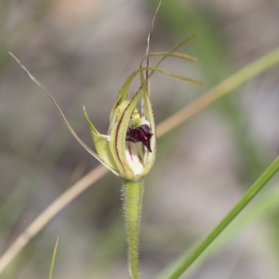 Caladenia atrovespa (Green-comb Spider Orchid) at Gossan Hill - 13 Oct 2020 by Alison Milton