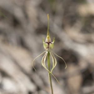 Caladenia atrovespa at Bruce, ACT - 13 Oct 2020