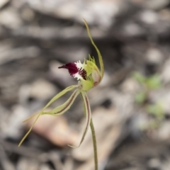 Caladenia atrovespa at Bruce, ACT - 13 Oct 2020