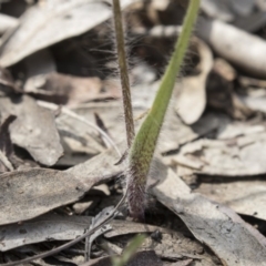 Caladenia atrovespa at Bruce, ACT - 13 Oct 2020