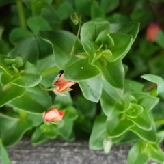 Lysimachia arvensis (Scarlet Pimpernel) at Bruce Ridge - 13 Oct 2020 by trevorpreston