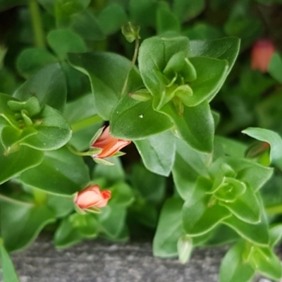 Lysimachia arvensis (Scarlet Pimpernel) at O'Connor, ACT - 14 Oct 2020 by trevorpreston