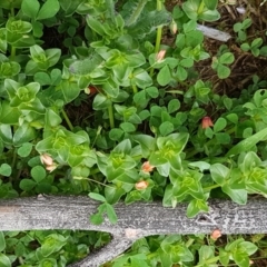 Lysimachia arvensis at O'Connor, ACT - 14 Oct 2020