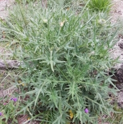 Cirsium vulgare (Spear Thistle) at O'Connor, ACT - 14 Oct 2020 by trevorpreston