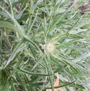 Cirsium vulgare at O'Connor, ACT - 14 Oct 2020 08:13 AM