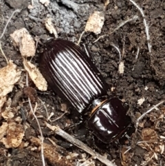 Aulacocyclus edentulus (Passalid beetle) at Bruce Ridge - 13 Oct 2020 by trevorpreston