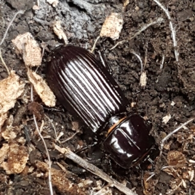 Aulacocyclus edentulus (Passalid beetle) at O'Connor, ACT - 14 Oct 2020 by trevorpreston