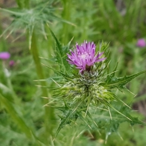 Carduus pycnocephalus at O'Connor, ACT - 14 Oct 2020