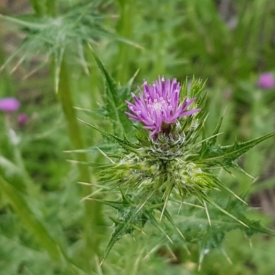 Carduus pycnocephalus (Slender Thistle) at O'Connor, ACT - 13 Oct 2020 by tpreston