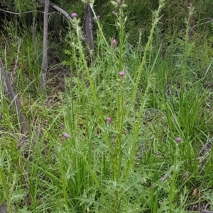 Carduus pycnocephalus at O'Connor, ACT - 14 Oct 2020