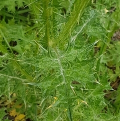 Carduus pycnocephalus at O'Connor, ACT - 14 Oct 2020